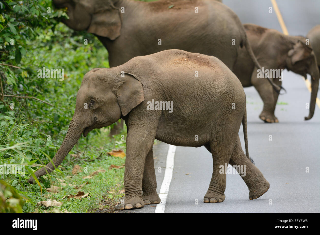 beautiful family of Asian Elephant (Elephas maximus) at Khao-Yai national park,Thailand Stock Photo