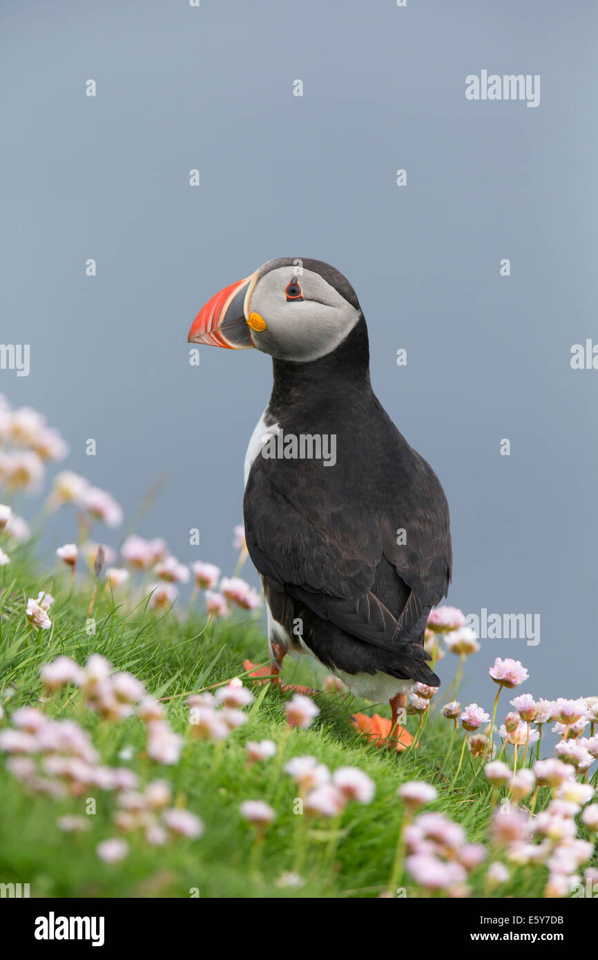 Puffin, Fratercula in pink sea thrift Stock Photo