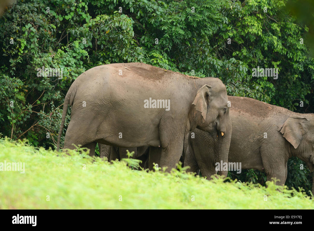 beautiful family of Asian Elephant (Elephas maximus) at Khao-Yai national park,Thailand Stock Photo