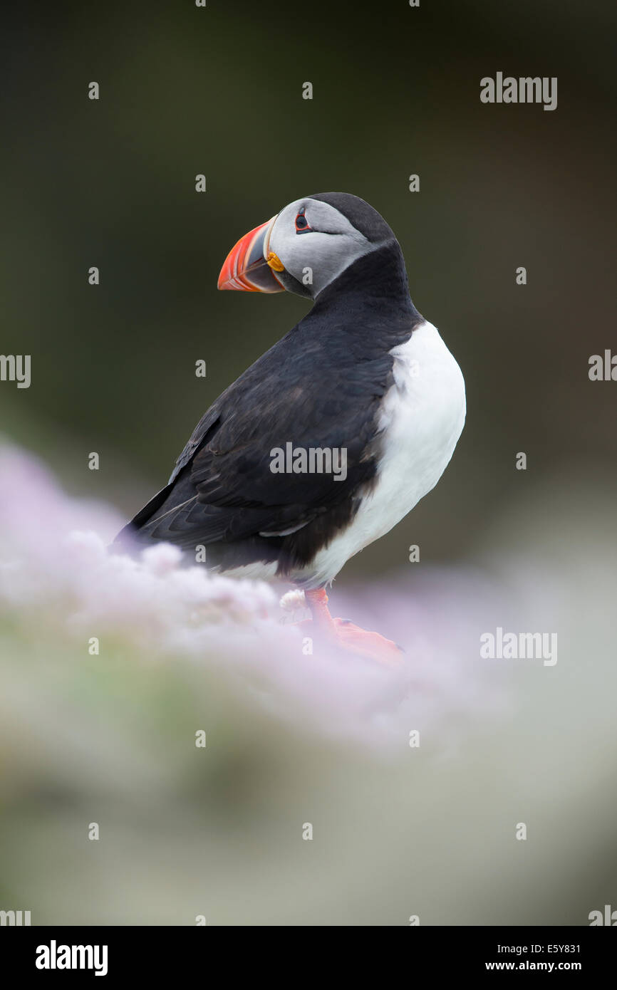 Puffin, Fratercula looking over its shoulder in pink sea thrift Stock Photo