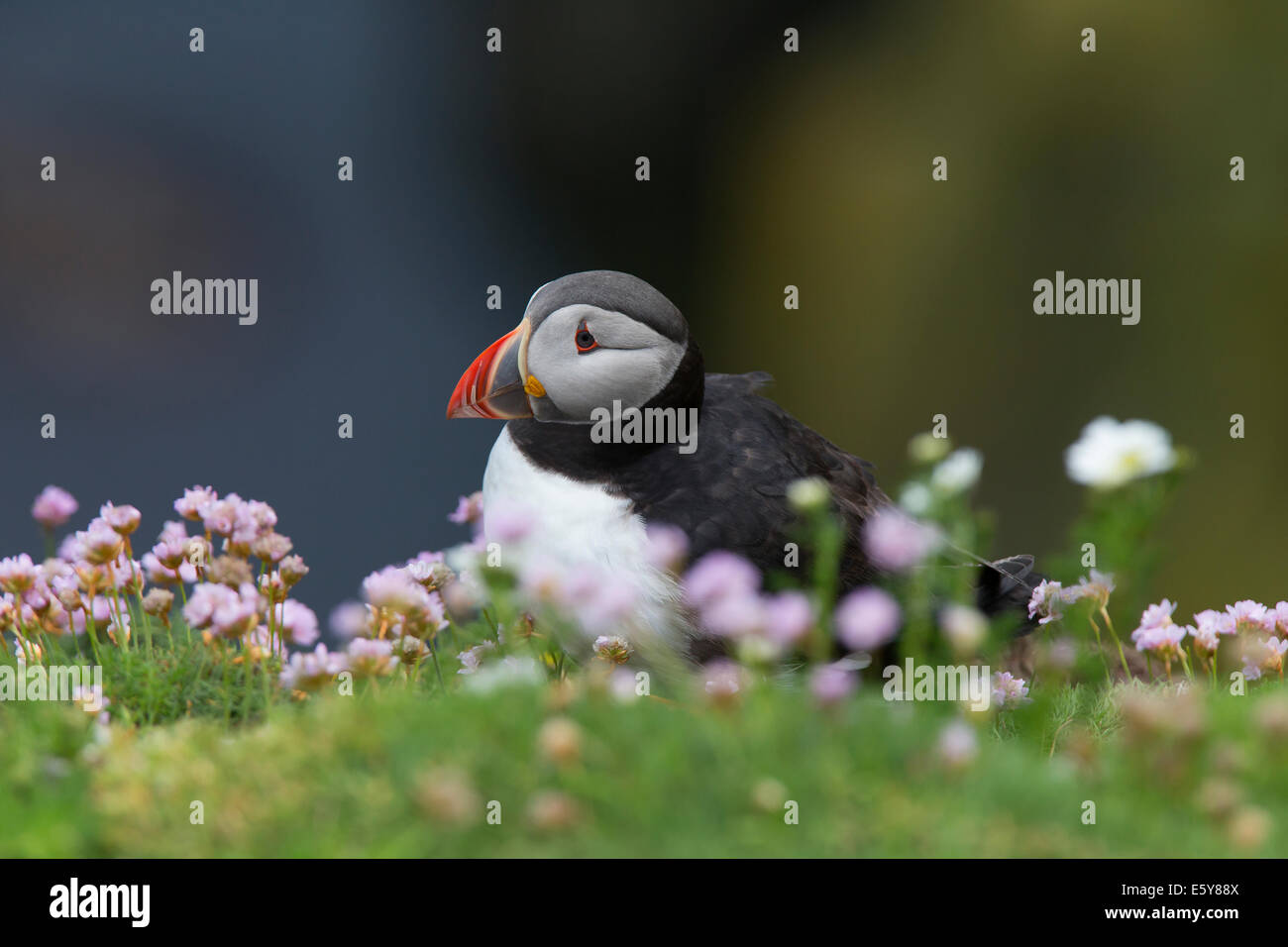 Puffin, Fratercula looking out to sea in pink sea thrift Stock Photo