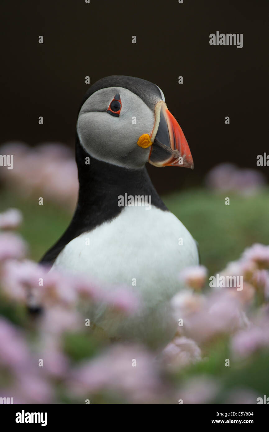 Puffin, Fratercula portrait in pink sea thrift Stock Photo