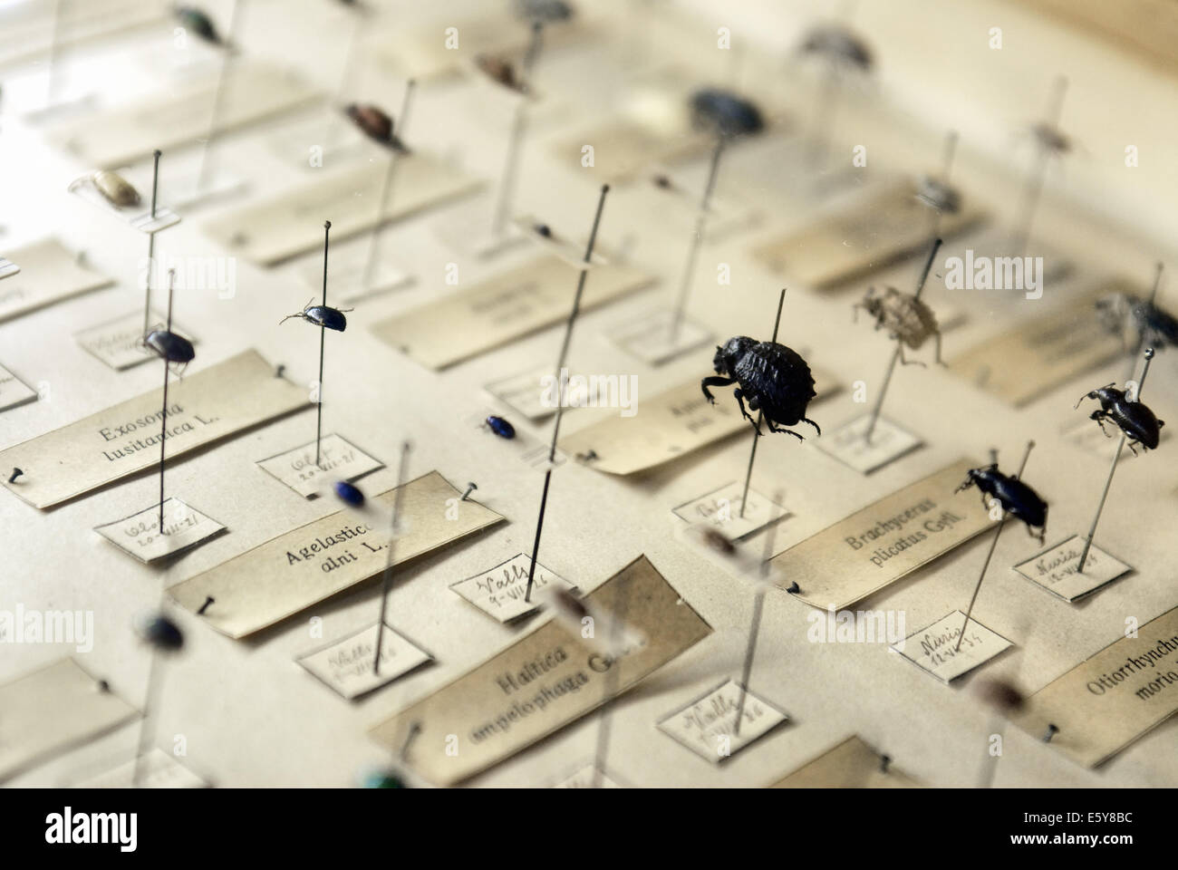 collection of insect specimen Stock Photo