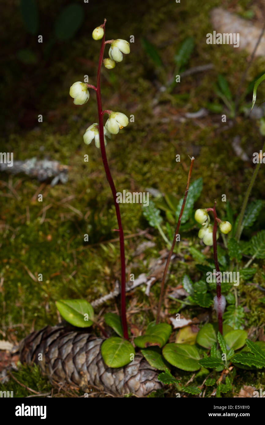 Pale-green Wintergreen (Pyrola chlorantha) flower Stock Photo