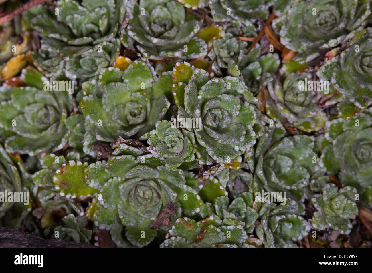 Paniculate Saxifrage (Saxifraga paniculata) basal leaves Stock Photo