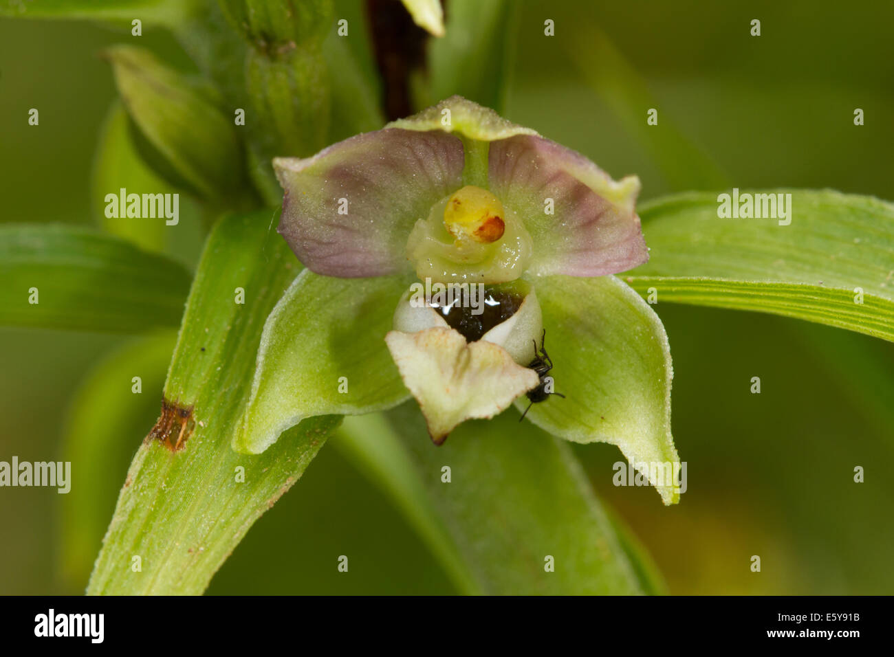Broad-leaved Helleborine (Epipactis helleborine) Stock Photo