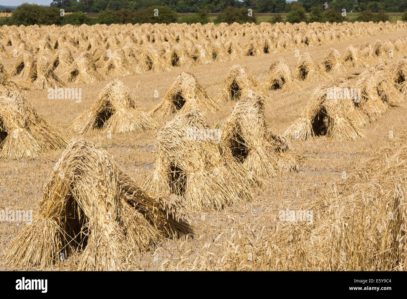 Sheaves Of Grain Stock Photos & Sheaves Of Grain Stock Images Alamy