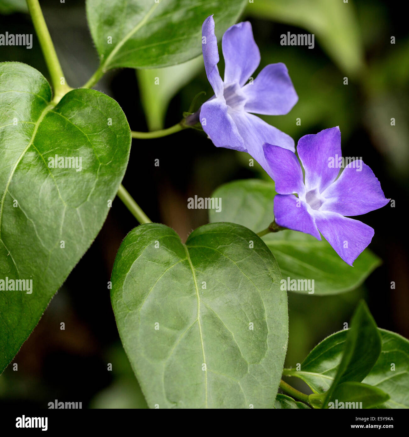 Bigleaf periwinkle / large periwinkle / greater periwinkle / blue periwinkle (Vinca major) in flower Stock Photo