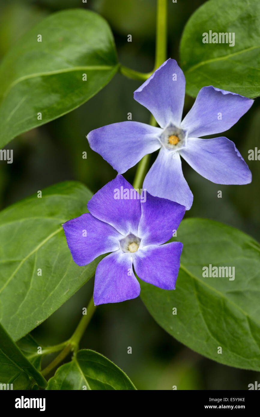 Bigleaf periwinkle / large periwinkle / greater periwinkle / blue periwinkle (Vinca major) in flower Stock Photo