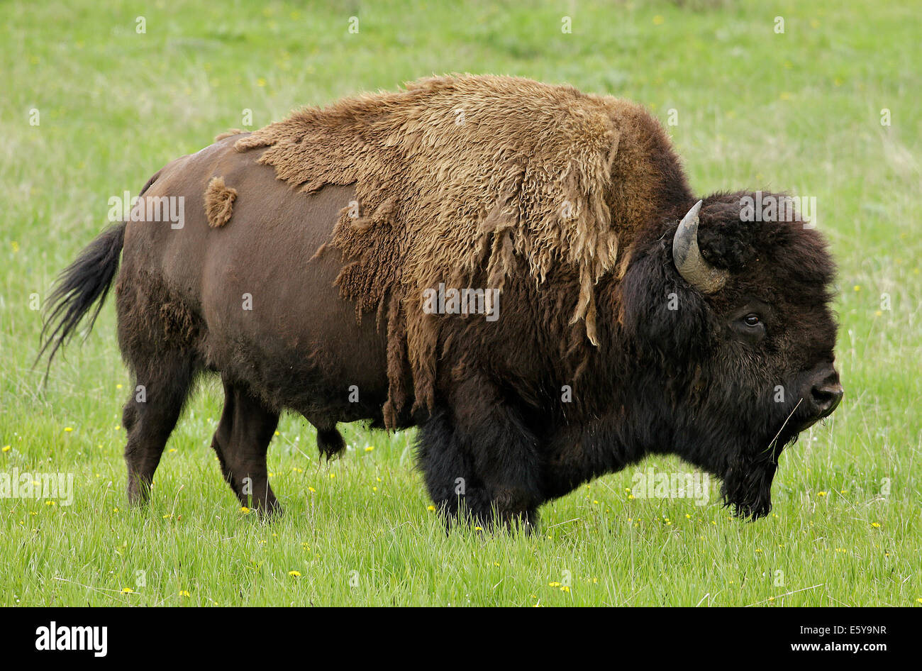 American bison shedding winter coat hires stock photography and images Alamy