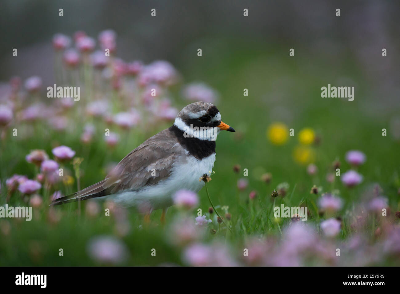 Ringed Plover, Charadrius hiaticula in flowers Stock Photo