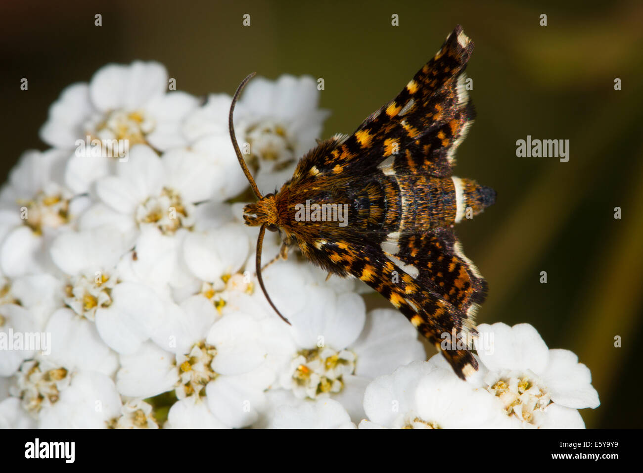 Pygmy Moth (Thyris fenestrella) feeding on Yarrow (Achillea millefolium) flowers Stock Photo