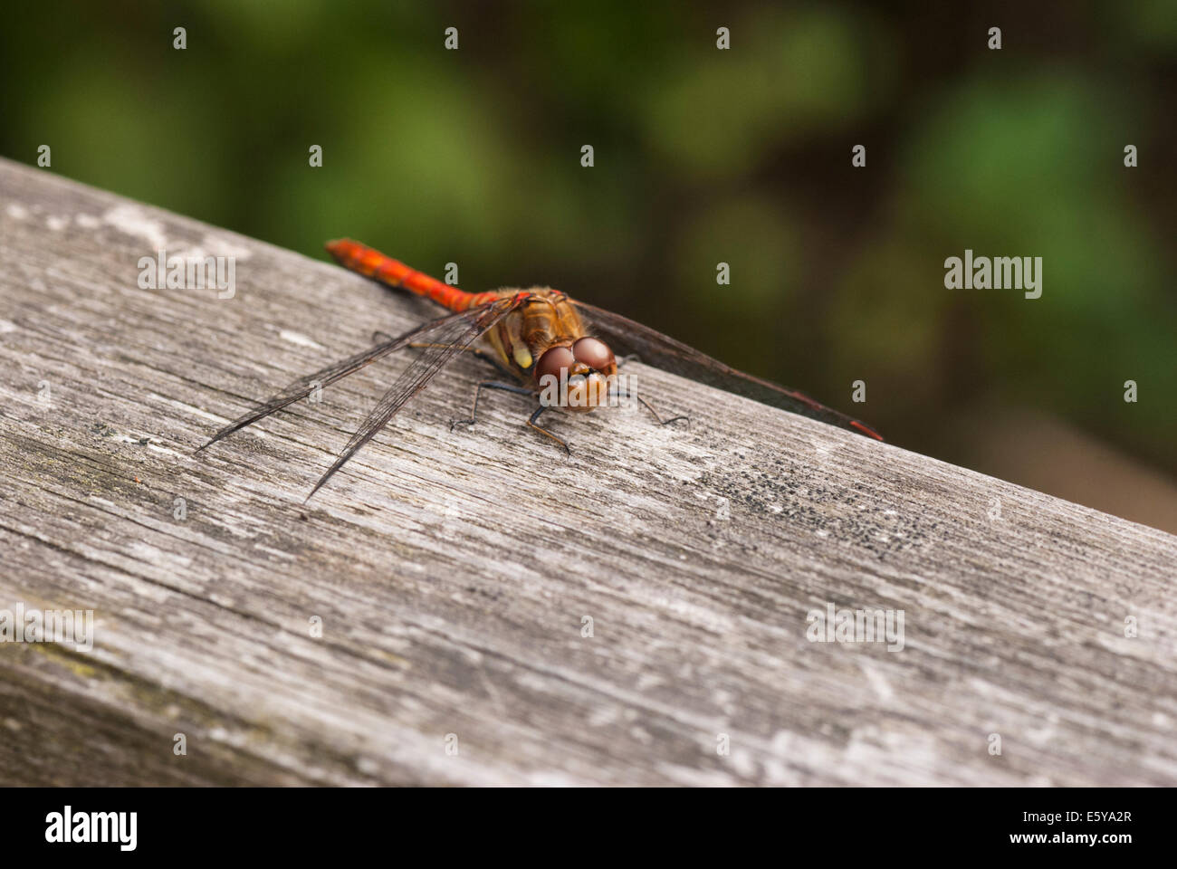 A male Ruddy Darter, Sympetrum sanguineum, resting on a piece of wood Stock Photo