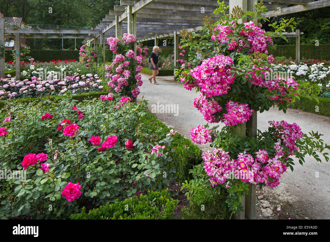 Roses flowering in the Coloma Rose Garden at SintPietersLeeuw