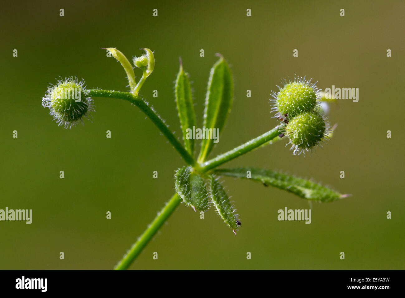 Cleavers / clivers / goosegrass / catchweed (Galium aparine) showing globular fruits / burrs Stock Photo