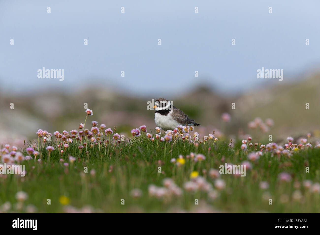 Ringed Plover, Charadrius hiaticula in pink seathrift Stock Photo