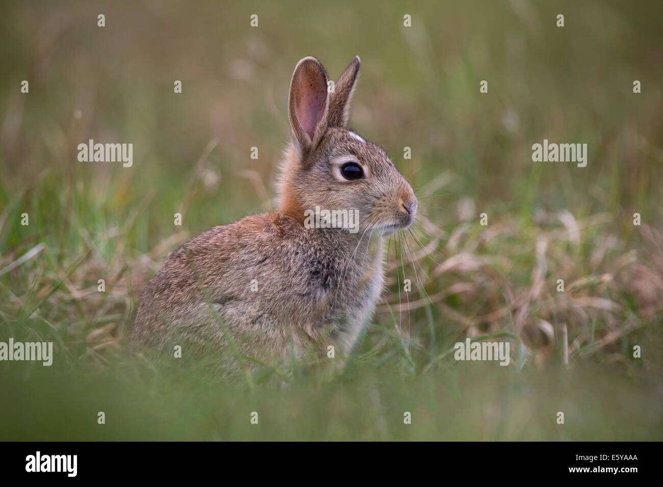 Rabbit, Oryctolagus cuniculus on Shetland Islands Stock Photo