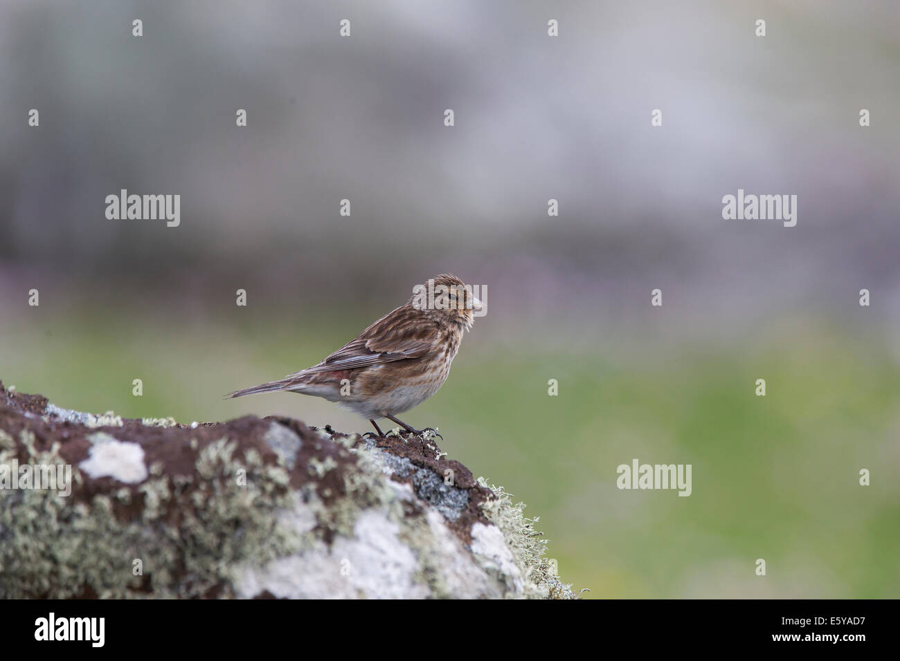 Twite, Carduelis flavirostris singing on a rock Stock Photo