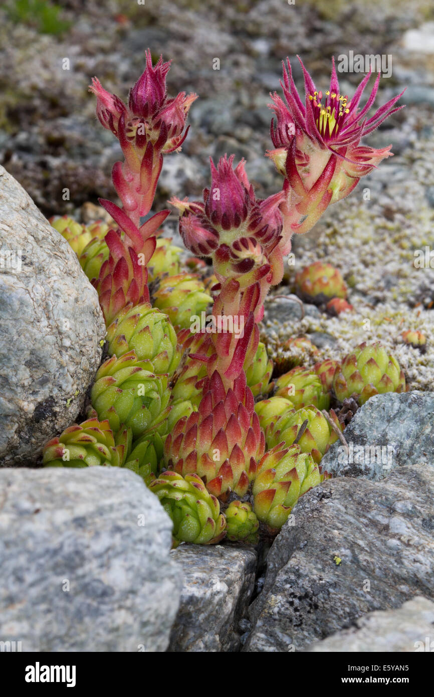 Montane Houseleek (Sempervivum montanum) Stock Photo
