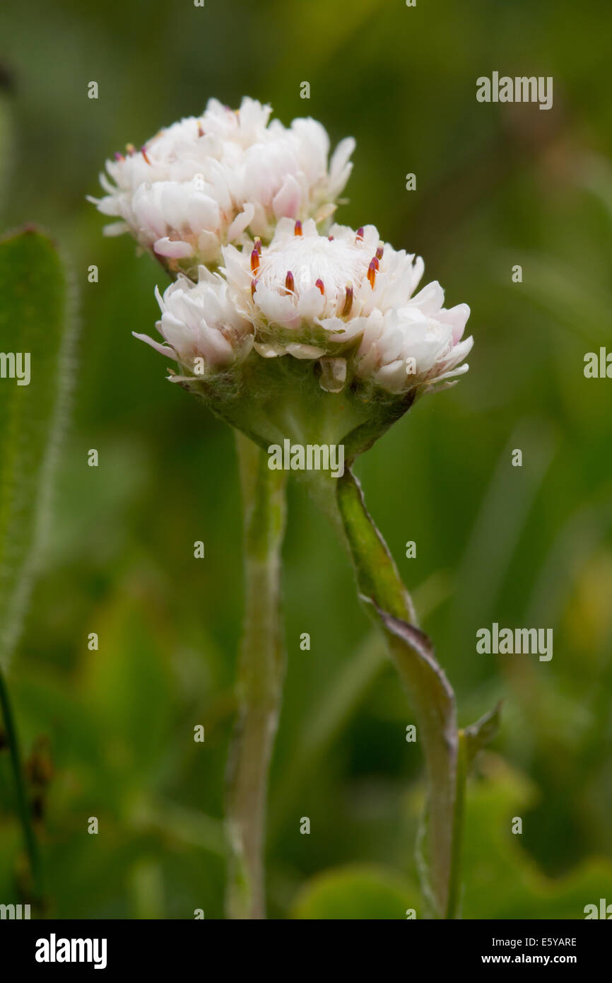 Antennaria dioica (Mountain Everlasting, Catsfoot, Cudweed or Stoloniferous Pussytoes) Stock Photo