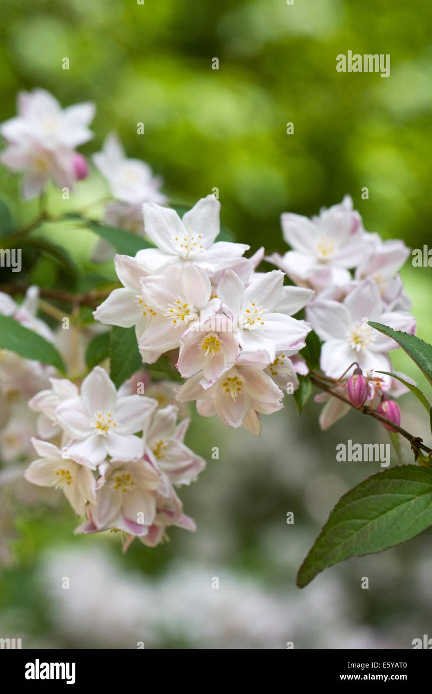 Deutzia × kalmiiflora flowers. Stock Photo