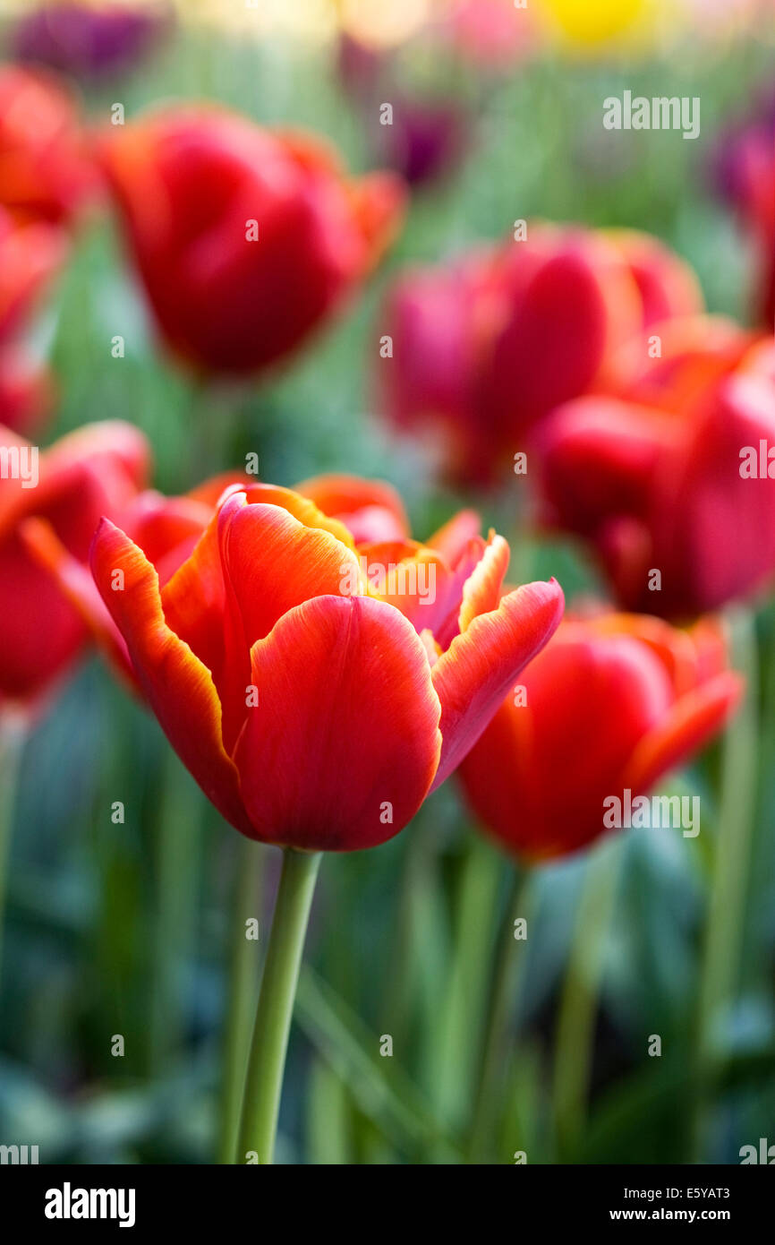 Tulipa 'Abu Hassan'. Red Tulip in a Spring garden. Stock Photo