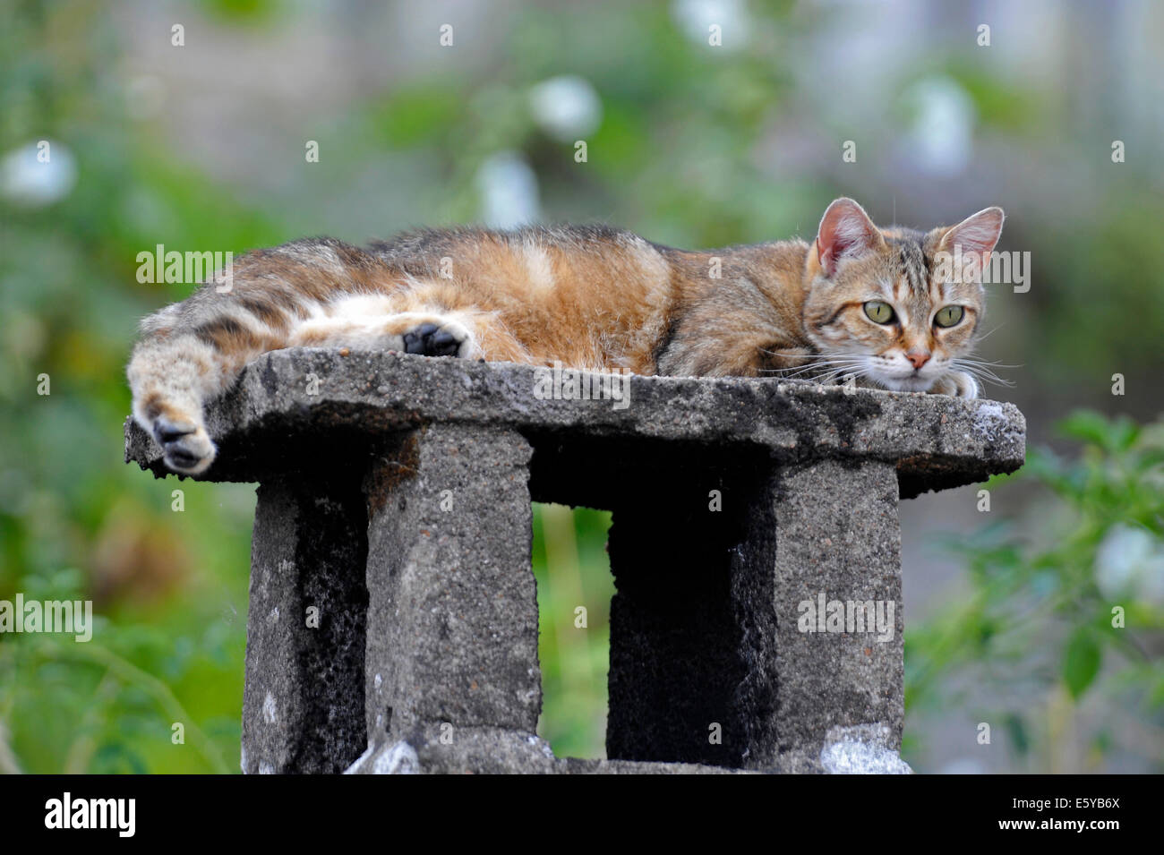Sleeping top and tail hires stock photography and images Alamy