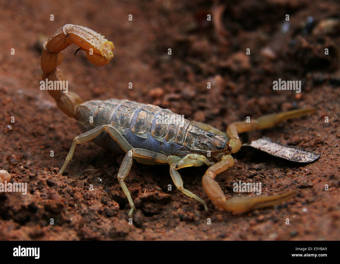 Scorpion Stock Photo