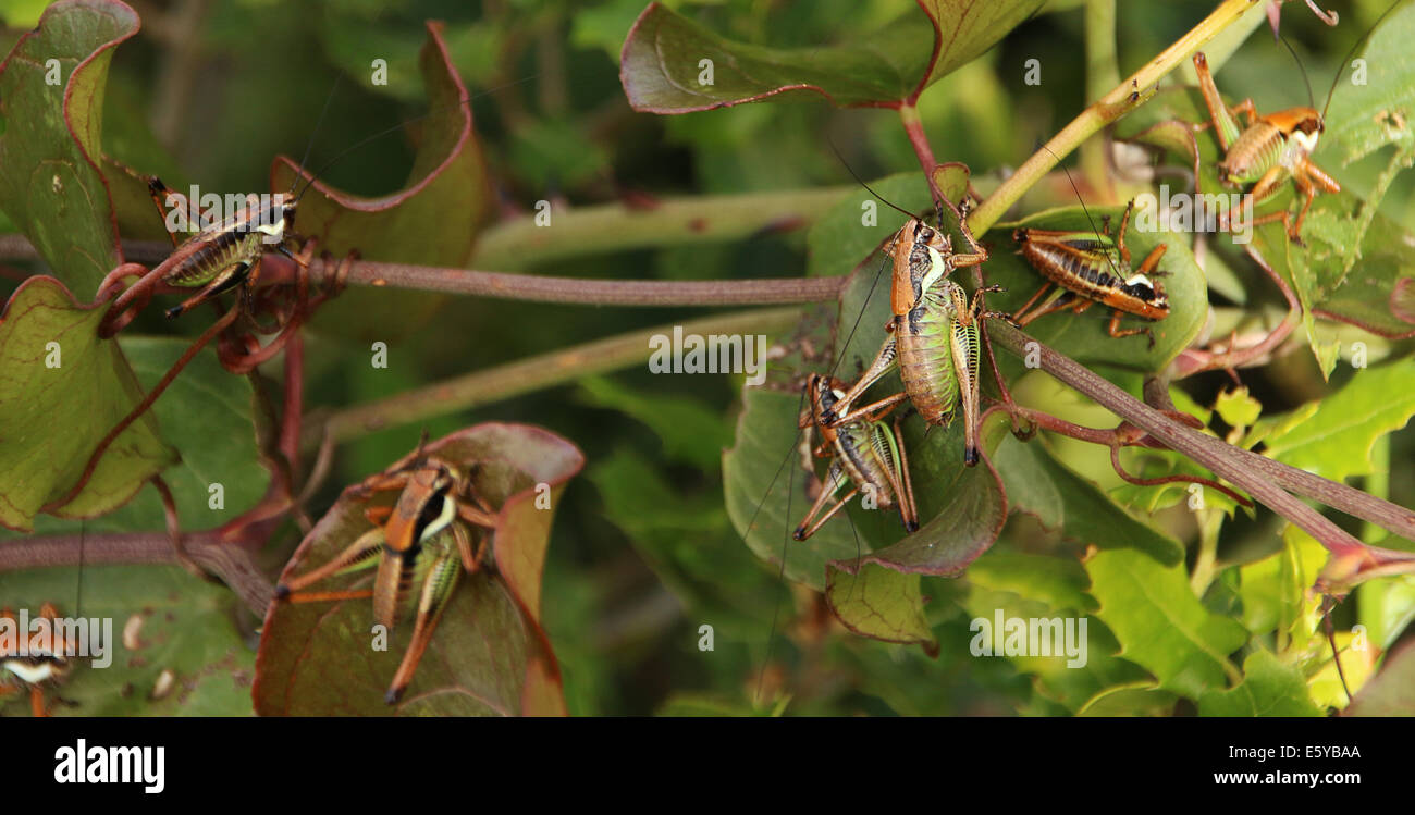 An Orchestra of Crickets Stock Photo