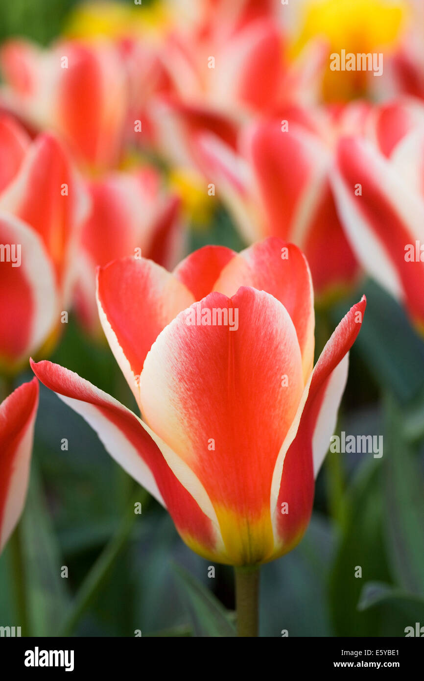 Tulipa 'Mother's Love'. Red and Cream Tulip in a Spring garden. Stock Photo