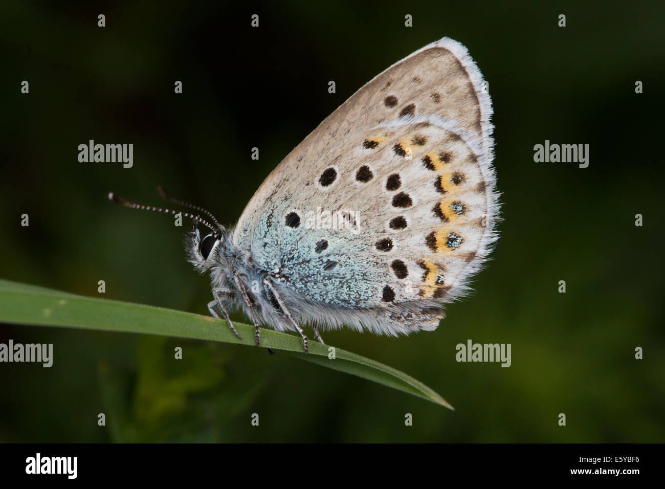 Idas Blue (Plebejus idas) butterfly Stock Photo - Alamy