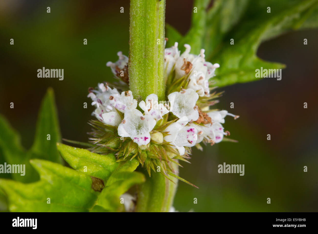 Gypsywort (Lycopus europaeus) flowers Stock Photo