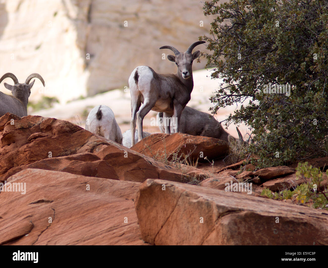 Bighorn Sheep (Ovis canadensis) on a rock, Zion National Park, Utah