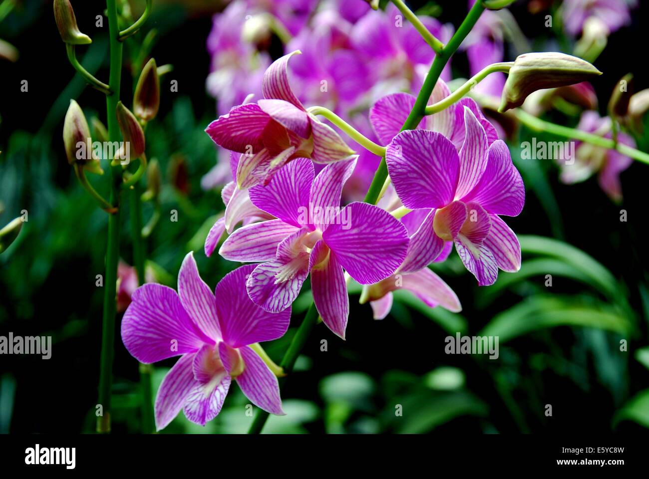 SINGAPORE: Purple orchids at the National Orchid Garden / Singapore Botanic Gardens  * Stock Photo