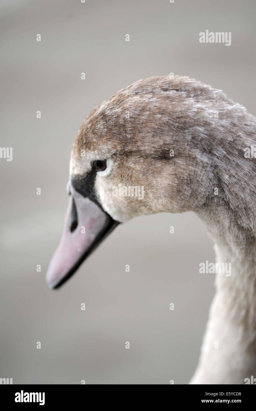 A at Slimbridge Wetlands and Wildlife Trust Stock Photo Alamy