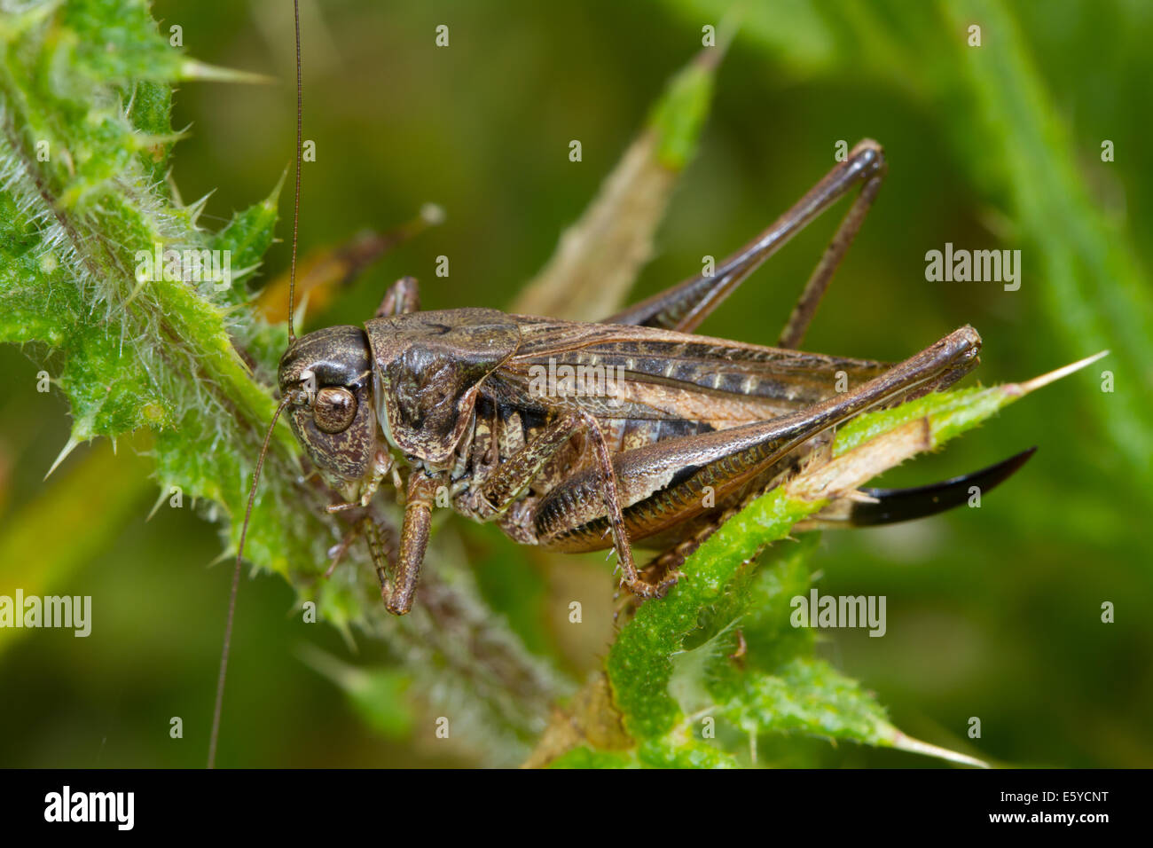 female Grey Bush-cricket (Platycleis albopunctata) on a thistle stem ...