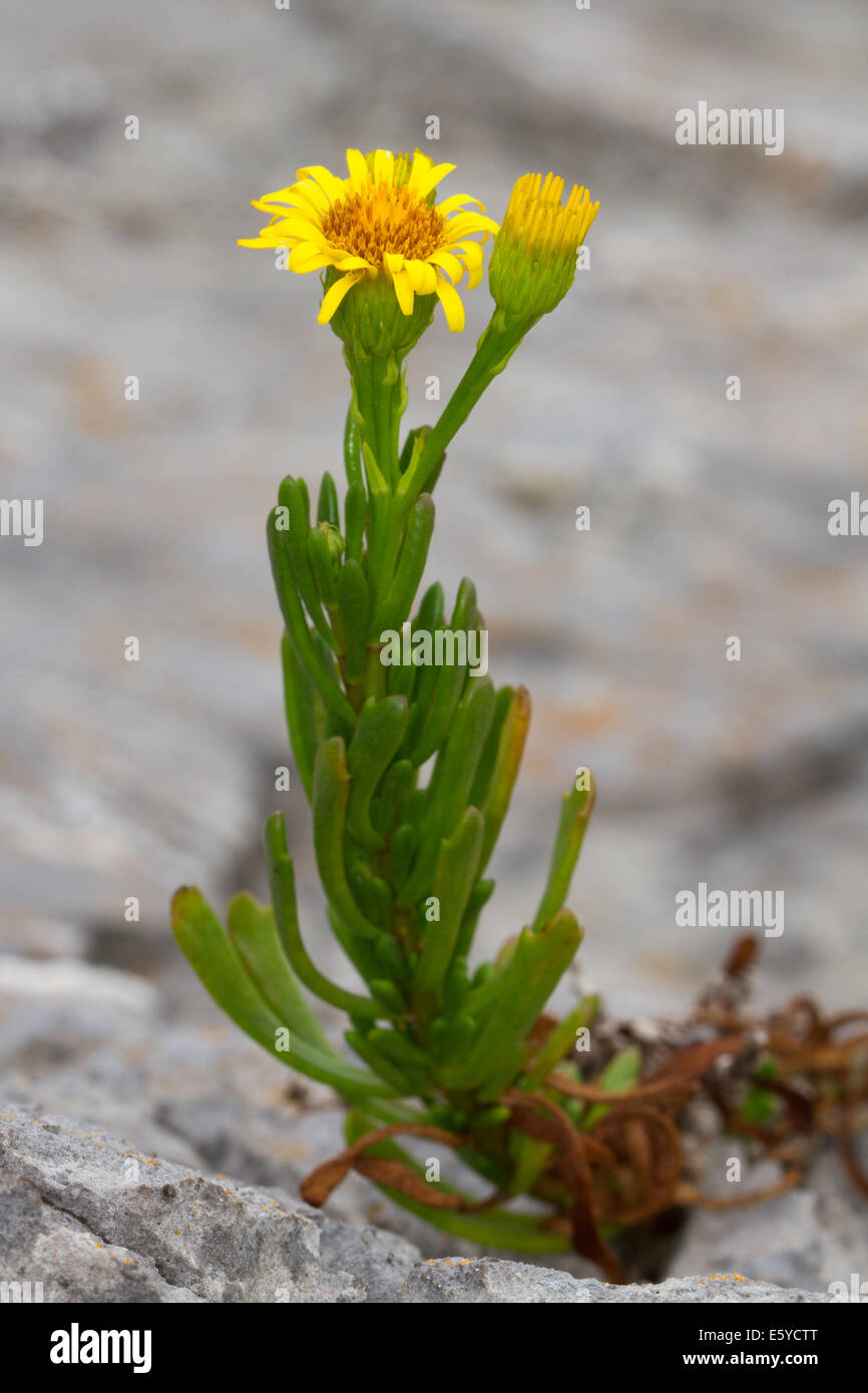 Golden-Samphire (Inula crithmoides) Stock Photo