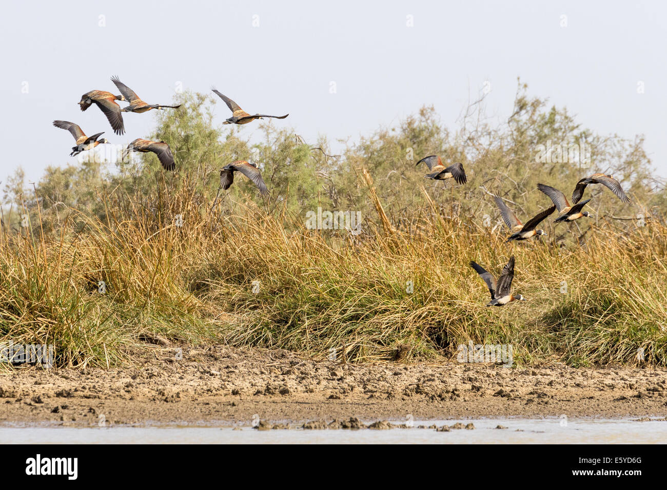 White-faced Whistling Ducks, Djoudj National Bird Sanctuary, Senegal Stock Photo