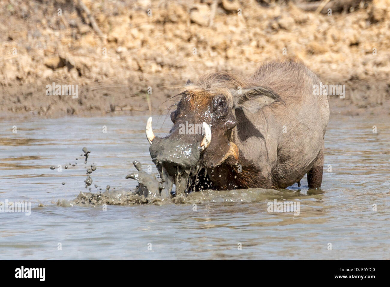 Male Warthog, Djoudj National Bird Sanctuary, Senegal Stock Photo