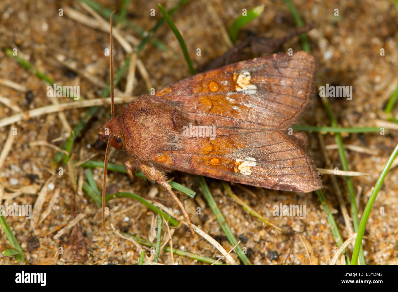 Ear Moth (Amphipoea agg.) Stock Photo