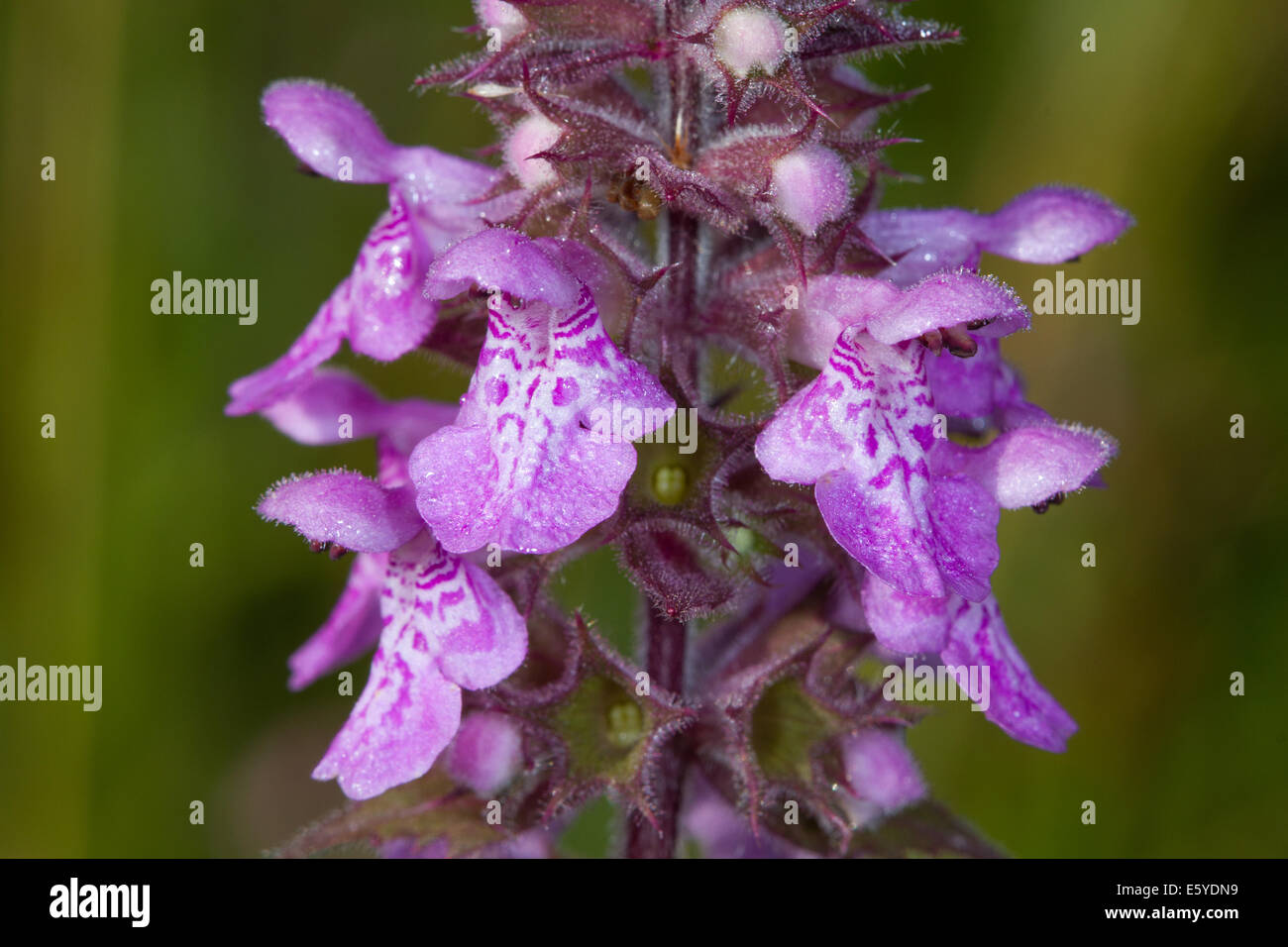 Marsh Woundwort (Stachys palustris) flower Stock Photo