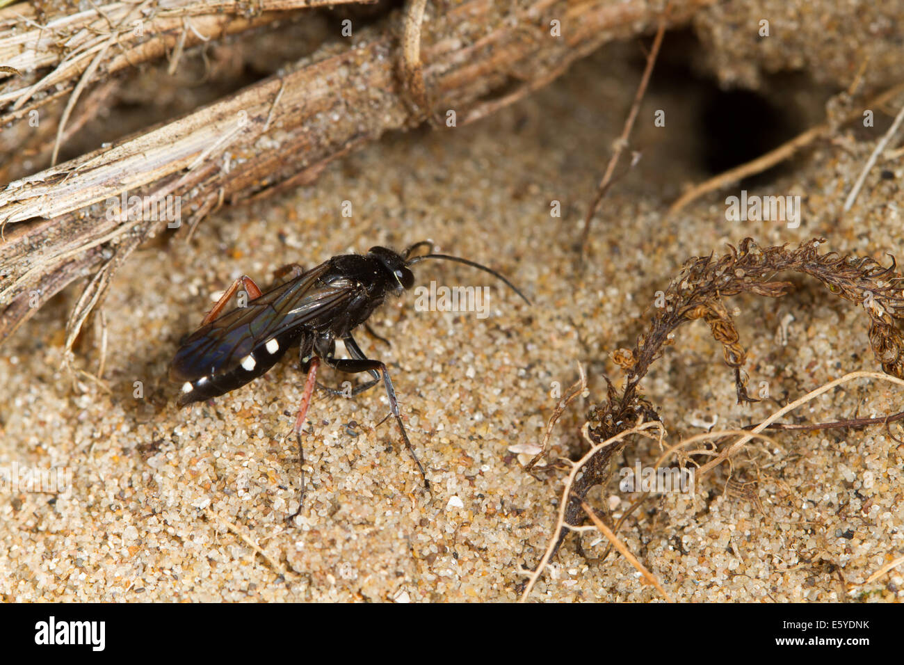 Red-legged Spider Wasp (Episyron rufipes) entering its burrow Stock Photo