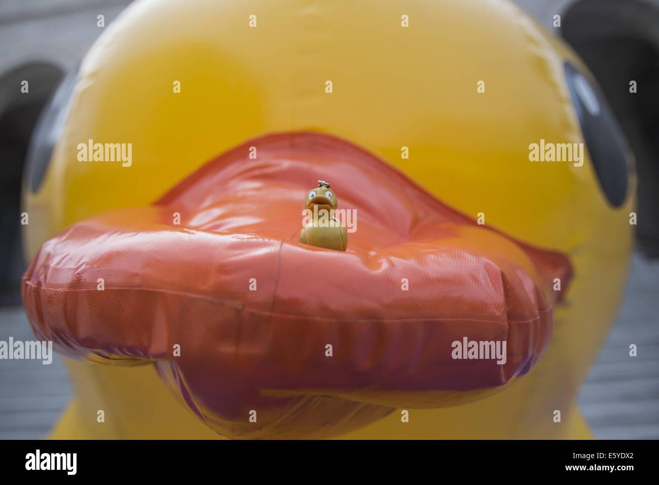Los Angeles, California, USA. 8th Aug, 2014. A tiny rubber duck is sitting on the mouth of a 10-foot-tall rubber ducky ''baby duck'', on the Spring Street steps of Los Angeles City Hall on Friday, Aug. 8, 2014, in Los Angeles. The bright yellow, inflatable ducky is wandering the city in search of its mother, a 60 feet high and dubbed by event organizers as the world's largest rubber ducky as part of a promotional stunt for the Tall Ships Festival taking place Aug. 20-24 at the Port of Los Angeles. Credit:  Ringo Chiu/ZUMA Wire/Alamy Live News Stock Photo