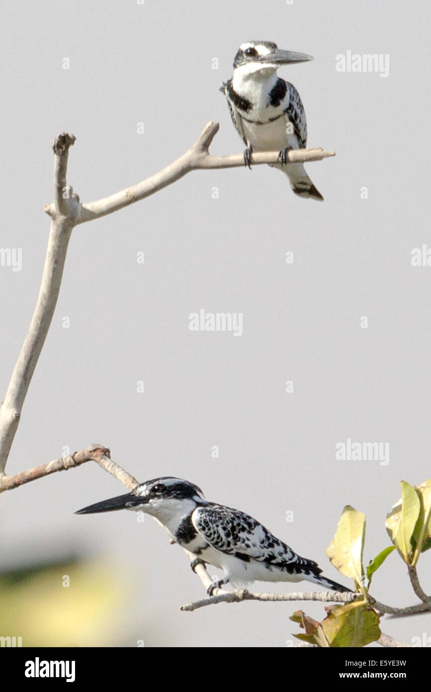 Two Pied Kingfishers, Ceryle rudis, in a mangrove tree/bush, Fimela, Sine Saloum delta, Senegal Stock Photo