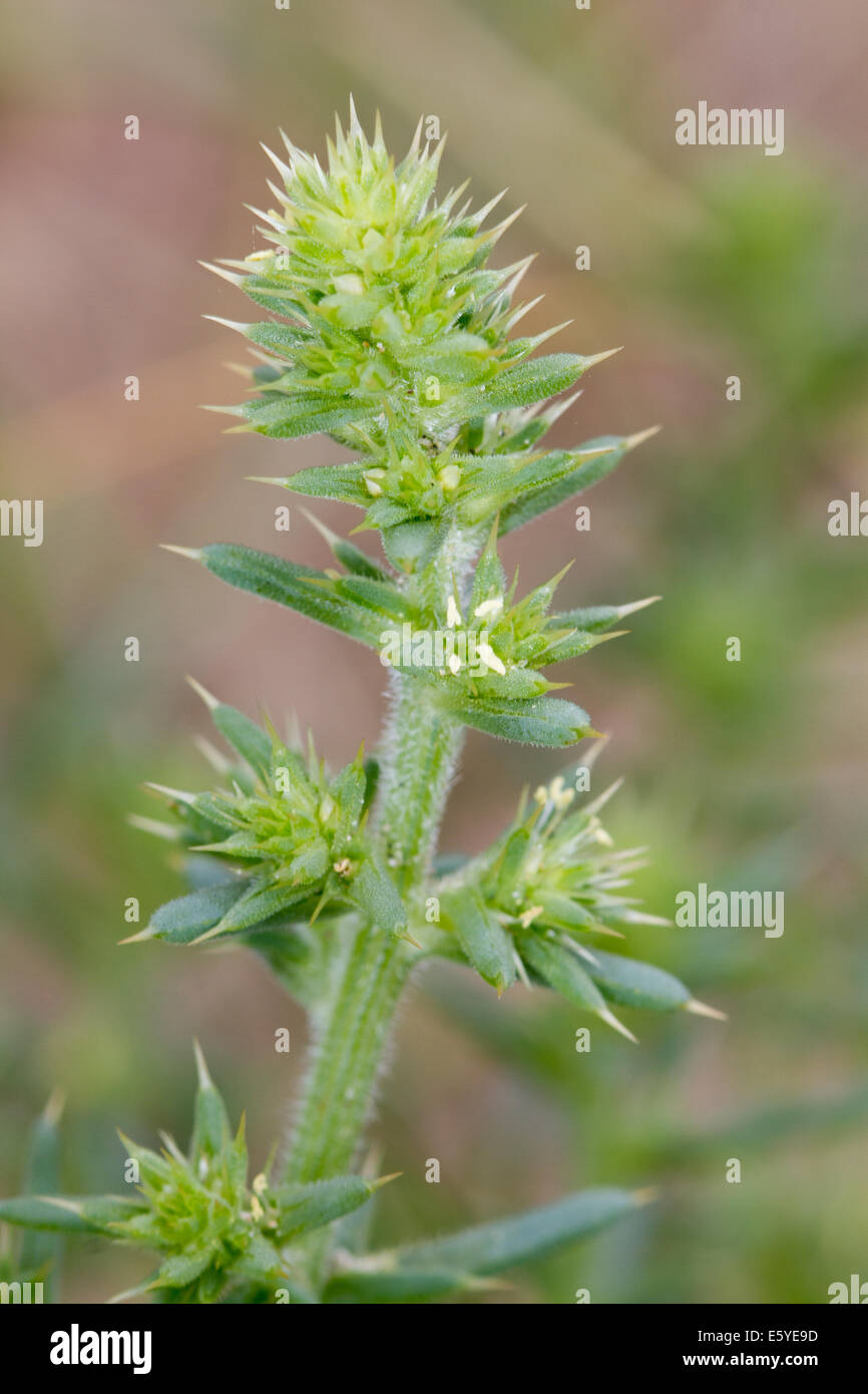 Prickly Saltwort (Salsola kali) Stock Photo