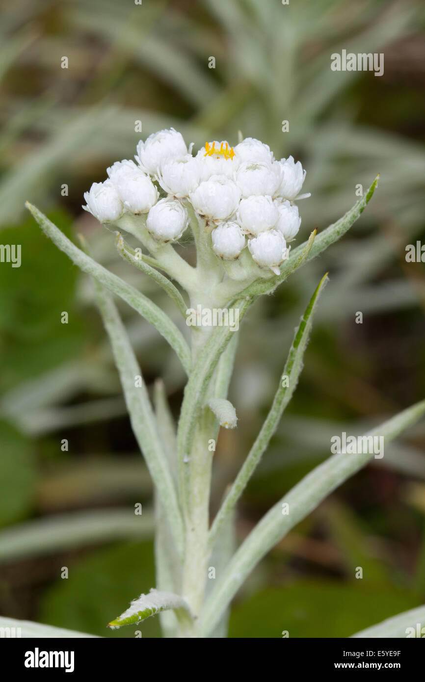 Pearly Everlasting (Anaphallis margaritacea) Stock Photo