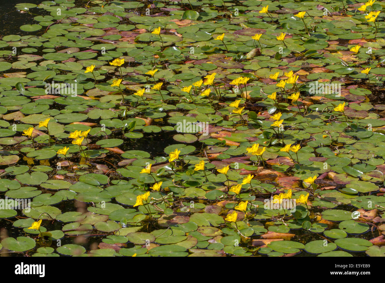 Fringed Water-lily (Nymphoides peltata) covering the surface of a canal Stock Photo