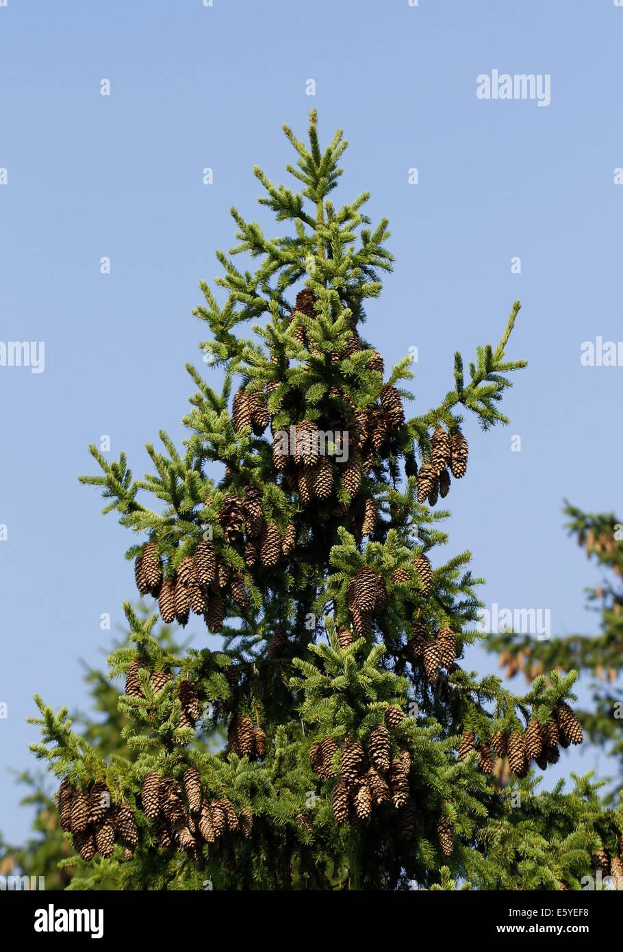 Cones of the Spruce Picea abies in Finland. Stock Photo