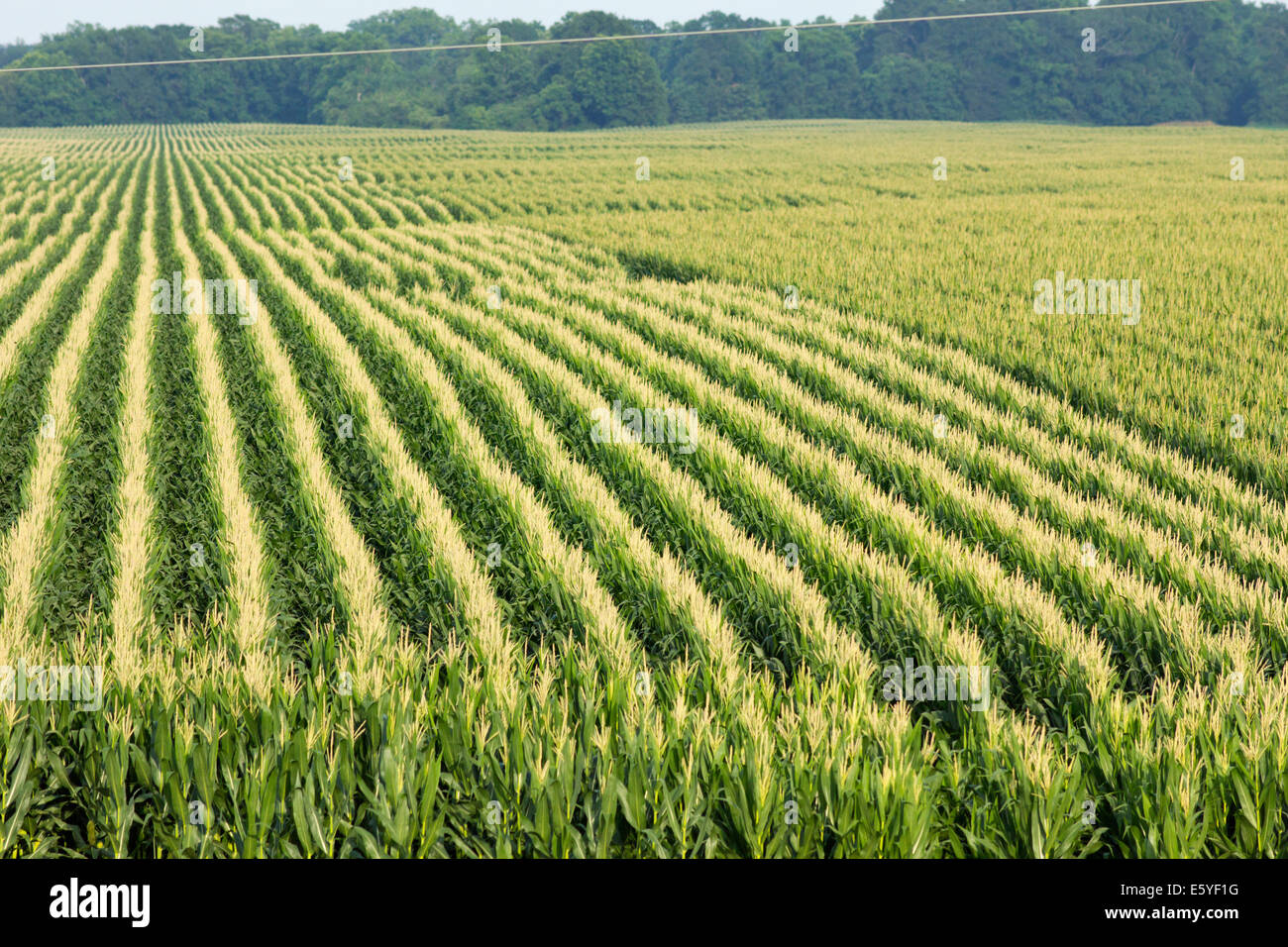 successful growing corn field Stock Photo - Alamy