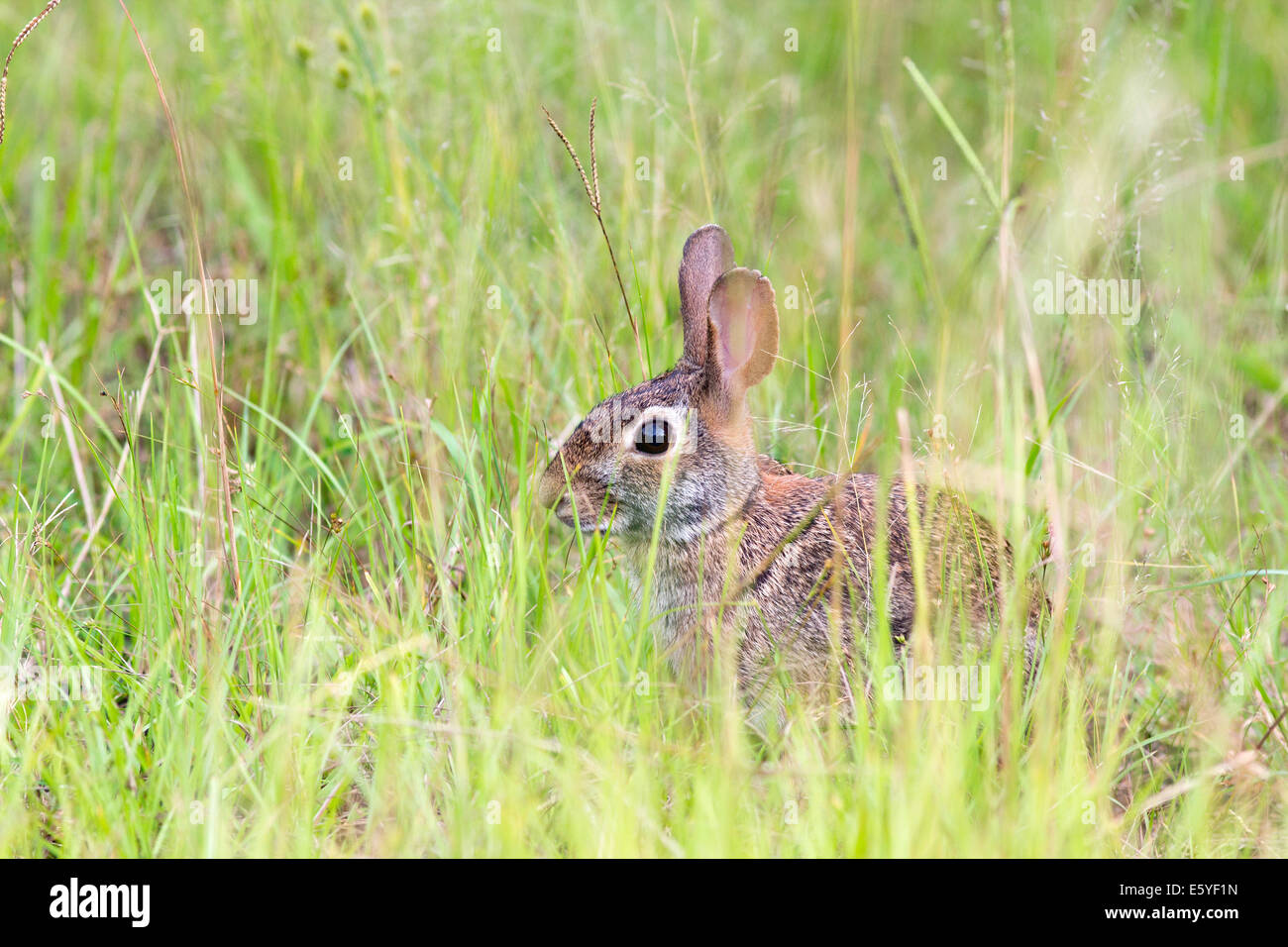 Rabbit and hare hires stock photography and images Alamy